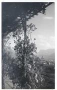 Promenade (Positivo) di Bährendt, Leo (1902/01/01 - 1939/12/31)