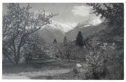 Obstbaum (Positivo) di Bährendt, Leo (1902/01/01 - 1939/12/31)