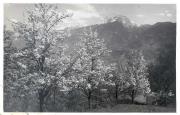 Obstbaum (Positivo) di Bährendt, Leo (1902/01/01 - 1939/12/31)
