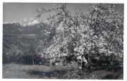 Obstbaum (Positivo) di Bährendt, Leo (1902/01/01 - 1939/12/31)