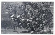 Obstbaum (Positivo) di Bährendt, Leo (1902/01/01 - 1939/12/31)