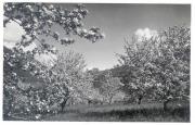 Obstbaum (Positivo) di Bährendt, Leo (1902/01/01 - 1939/12/31)
