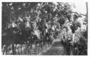 vitigno (Positivo) di Bährendt, Leo (1902/01/01 - 1939/12/31)