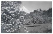 Obstbaum (Positivo) di Bährendt, Leo (1902/01/01 - 1939/12/31)