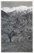Obstbaum (Positivo) di Bährendt, Leo (1902/01/01 - 1939/12/31)