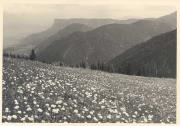 fiore (Positivo) di Bährendt, Leo (1902/01/01 - 1957/04/43)