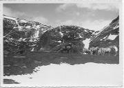 No. 1361 Gruppo Alpi Venoste - Motivo nel Val Senales v. Giogo Alto m 2761