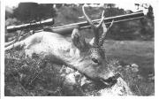 Jagd (Positivo) (1955/12/29 - 1955/12/29)