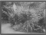 Pflanzen (Positivo) (1887/01/01 - 1908/12/31)