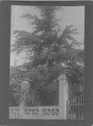 Foto (Positivo) (1887/01/01 - 1908/12/31)