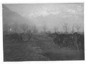 soldato (Positivo) di Ellmenreich, Albert (1919/01/26 - 1919/01/26)