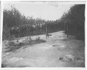 Gewässer (Positivo) di Ellmenreich, Albert (1918/05/24 - 1918/05/24)