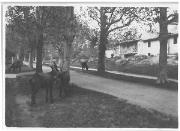 animale (Positivo) (1918/05/12 - 1918/05/12)