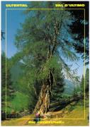 albero (Positivo) di Drescher, Dieter (1990/01/01 - 2000/12/31)