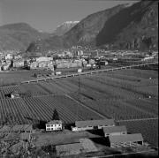 Obstbaum/Obst (Positivo) di de Vries, Gideon (1998/01/26 - 1998/01/26)