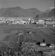 Obstbaum/Obst (Positivo) di de Vries, Gideon (1998/01/26 - 1998/01/26)
