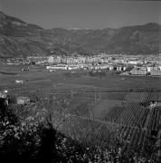 Obstbaum/Obst (Positivo) di de Vries, Gideon (1998/01/26 - 1998/01/26)