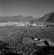 Obstbaum/Obst (Positivo) di de Vries, Gideon (1998/01/26 - 1998/01/26)