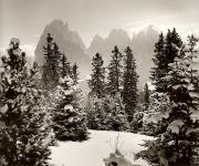 Nadelwald (Positivo) di Foto Fuchs-Hauffen, Überlingen (1960/01/01 - 1989/12/31)