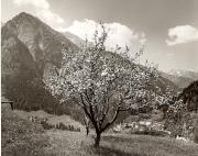 Nadelwald (Positivo) di Foto Fuchs-Hauffen, Überlingen (1950/01/01 - 1969/12/31)