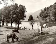 pescatore (Positivo) di Foto Fuchs-Hauffen, Überlingen (1950/01/01 - 1969/12/31)