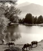 mucca/bovino (Positivo) di Foto Fuchs-Hauffen, Überlingen (1950/01/01 - 1969/12/31)