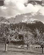 Motiv: Frühling (Positivo) di Foto Fuchs-Hauffen, Überlingen (1950/01/01 - 1969/12/31)