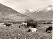 mucca/bovino (Positivo) di Foto Fuchs-Hauffen, Überlingen (1950/01/01 - 1969/12/31)