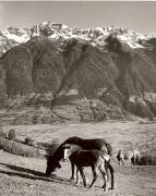 cavallo (Positivo) di Foto Fuchs-Hauffen, Überlingen (1950/01/01 - 1969/12/31)