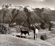 cavallo (Positivo) di Foto Fuchs-Hauffen, Überlingen (1950/01/01 - 1969/12/31)