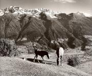 cavallo (Positivo) di Foto Fuchs-Hauffen, Überlingen (1950/01/01 - 1969/12/31)