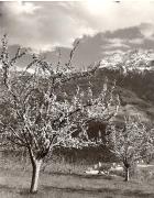 Motiv: Frühling (Positivo) di Foto Fuchs-Hauffen, Überlingen (1950/01/01 - 1969/12/31)