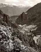 Nadelwald (Positivo) di Foto Fuchs-Hauffen, Überlingen (1950/01/01 - 1969/12/31)