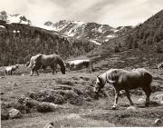 cavallo (Positivo) di Foto Fuchs-Hauffen, Überlingen (1950/01/01 - 1969/12/31)