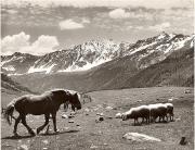 cavallo (Positivo) di Foto Fuchs-Hauffen, Überlingen (1950/01/01 - 1969/12/31)