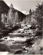 Nadelwald (Positivo) di Foto Fuchs-Hauffen, Überlingen (1950/01/01 - 1969/12/31)
