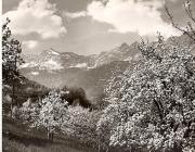 Motiv: Frühling (Positivo) di Foto Fuchs-Hauffen, Meran (1950/01/01 - 1969/12/31)