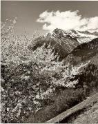 Motiv: Frühling (Positivo) di Foto Fuchs-Hauffen, Meran (1950/01/01 - 1969/12/31)