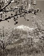 Motiv: Frühling (Positivo) di Foto Fuchs-Hauffen, Meran (1950/01/01 - 1969/12/31)