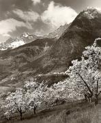 Motiv: Frühling (Positivo) di Foto Fuchs-Hauffen, Meran (1950/01/01 - 1969/12/31)