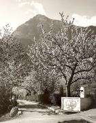 Promenade (Positivo) di Foto Fuchs-Hauffen, Meran (1950/01/01 - 1969/12/31)