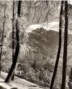 Lärche (Positivo) di Foto Fuchs-Hauffen, Meran (1950/01/01 - 1969/12/31)