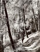 Lärche (Positivo) di Foto Fuchs-Hauffen, Meran (1950/01/01 - 1969/12/31)