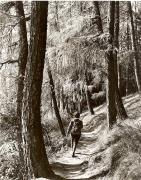 Lärche (Positivo) di Foto Fuchs-Hauffen, Meran (1950/01/01 - 1969/12/31)