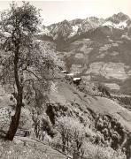 Motiv: Frühling (Positivo) di Foto Fuchs-Hauffen, Meran (1950/01/01 - 1969/12/31)