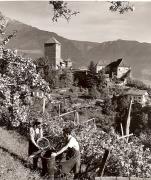 Schloss Tirol (Positivo) di Foto Fuchs-Hauffen, Meran (1950/01/01 - 1969/12/31)