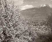 Panorama (Positivo) di Foto Fuchs-Hauffen, Meran (1950/01/01 - 1969/12/31)