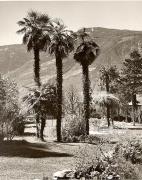 Park in Meran (Positivo) di Foto Fuchs-Hauffen, Überlingen (1950/01/01 - 1969/12/31)