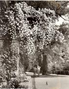Wandelhalle (Positivo) di Foto Fuchs-Hauffen, Überlingen (1950/01/01 - 1969/12/31)