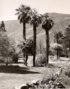 Park in Meran (Positivo) di Foto Fuchs-Hauffen, Überlingen (1950/01/01 - 1969/12/31)